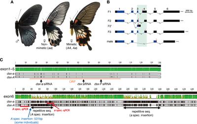 doublesex Controls Both Hindwing and Abdominal Mimicry Traits in the Female-Limited Batesian Mimicry of Papilio memnon